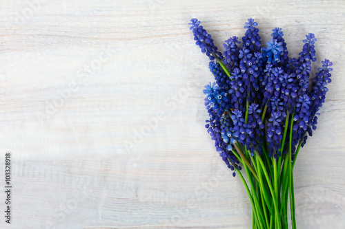 Blue Muscari flower on wooden table