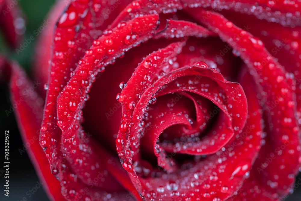 Red rose with dew water drops extreme closeup. Shallow depth of field.