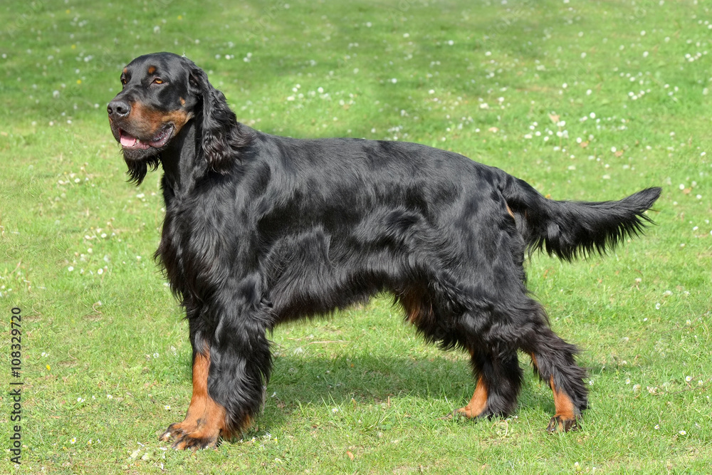 Typical Gordon Setter on a green grass lawn Typical Gordon Setter on a green grass lawn