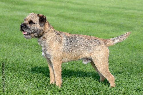 Obraz na plátně Typical Border Terrier  on a green grass lawn
