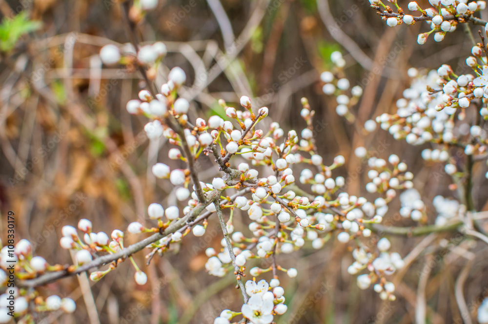 Obraz premium ветвь что расцвела ранней весной