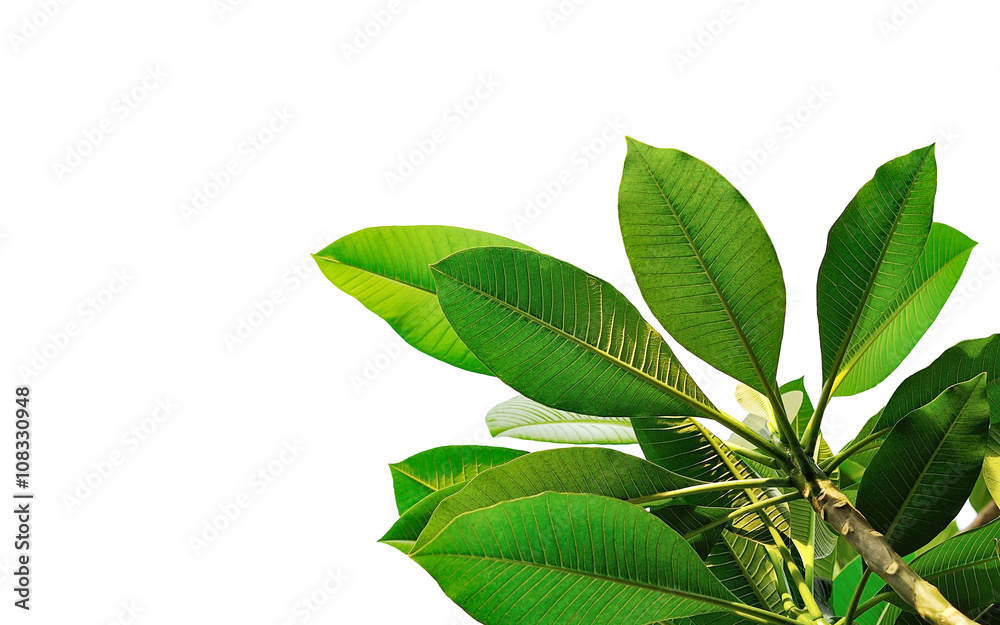 Fototapeta premium leaves close up on background