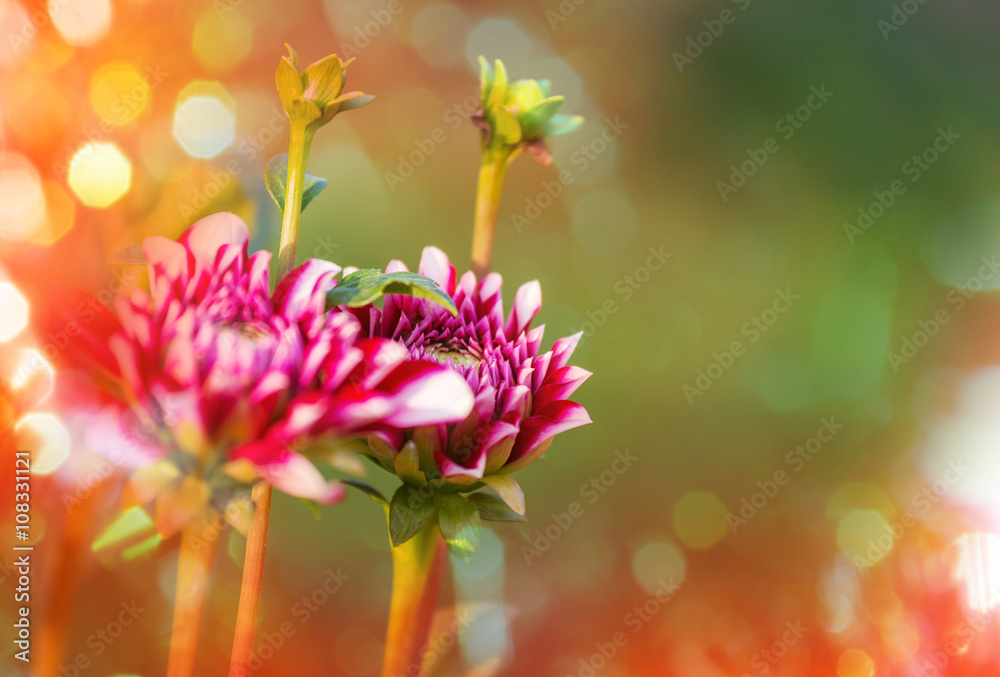 Flowers Flowers