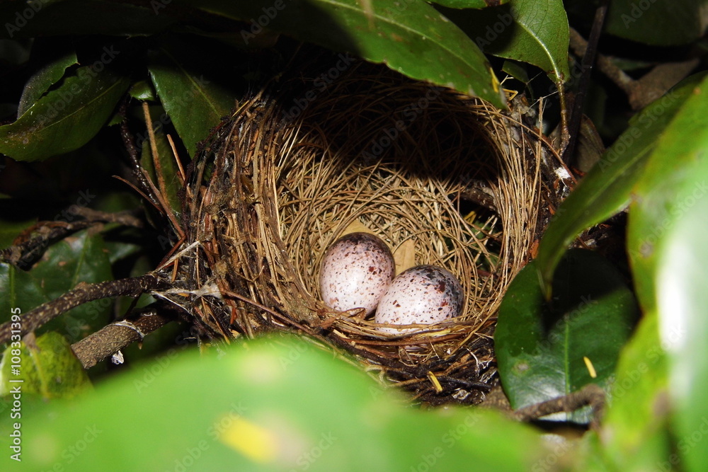 Bird eggs in nest Bird eggs in nest
