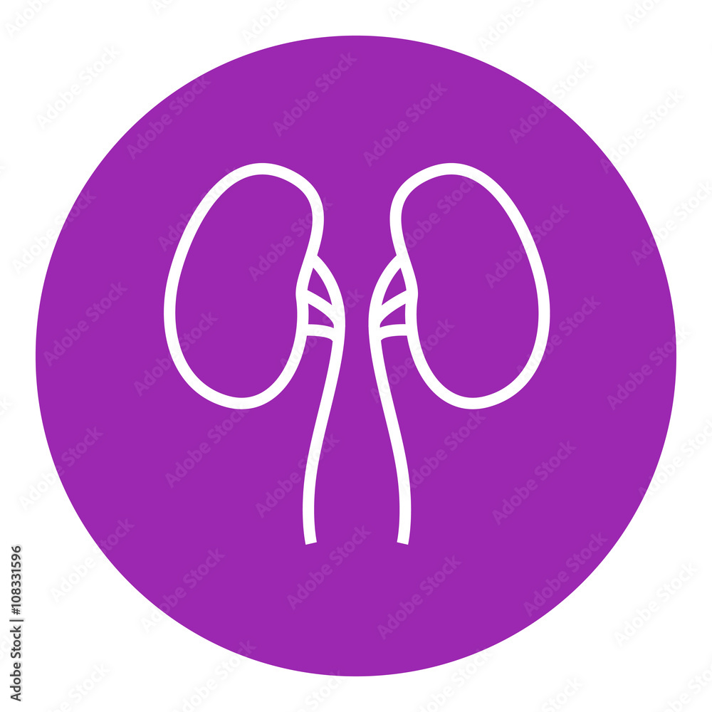 Kidney line icon.