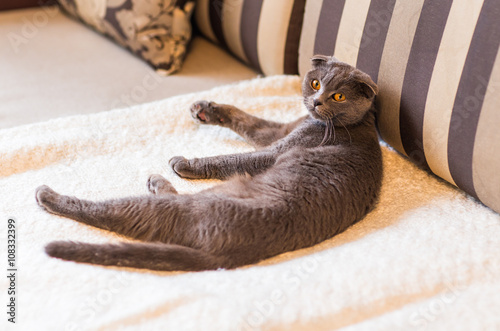 cute funny grey cat relaxing on the couch