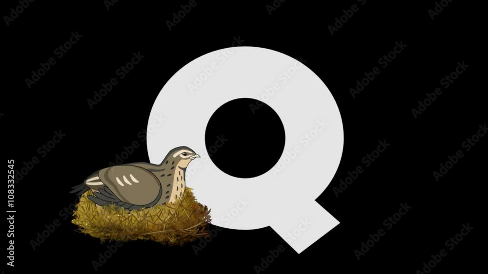 Queue Letter Q Letter Q and Quail (foreground) Animated animal alphabet. HD footage ...