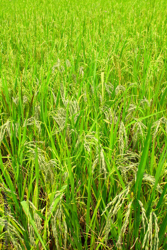 Field of ripe rice
