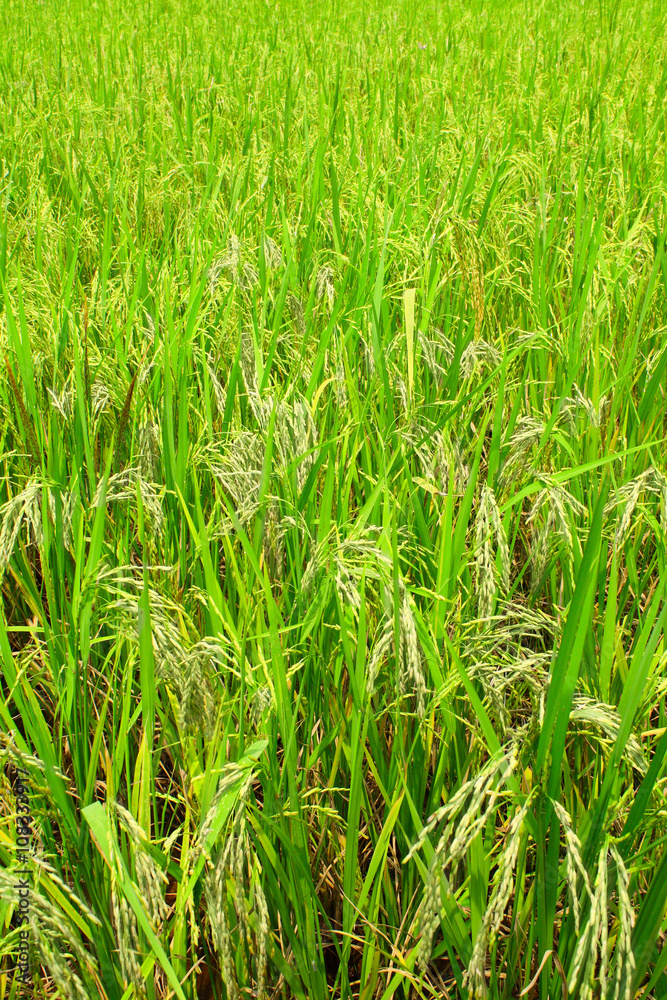 Field of ripe rice Field of ripe rice