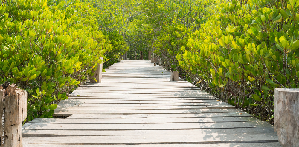 wooden pathway in mangrove forest 