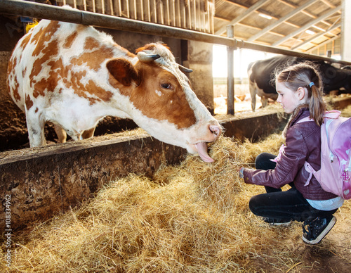 Kid feeding cow
