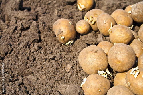 Soil and potatoes. Harvest time, planting potatoes. Seasonal job