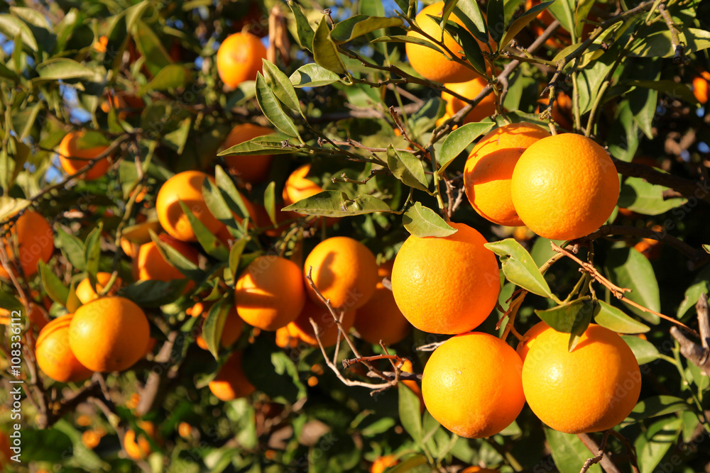 Orange Citrus explosion Orange Citrus explosion