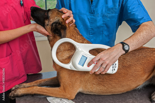 identification par puce électronique est obligatoire pour les animaux domestiques, la puce s'implante a gauche sous sédation. photo