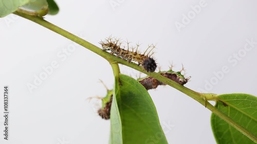 Caterpillar of color Sergeant butterfly are walking on twig
 (Athyma nefte Cramer) photo