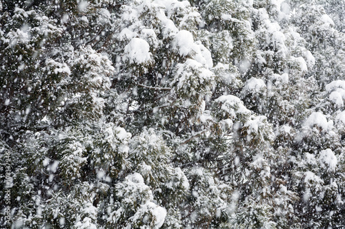 大雪の中の杉の木