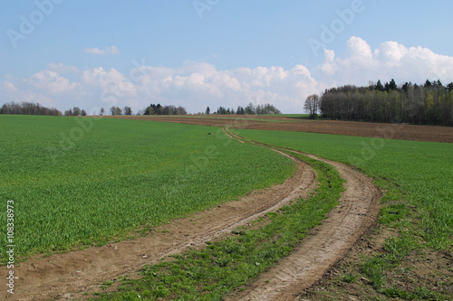 Fototapeta Naklejka Na Ścianę i Meble -  path leading in the green fields with crop in spring