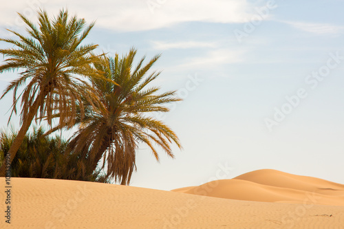 Dunes & palmiers