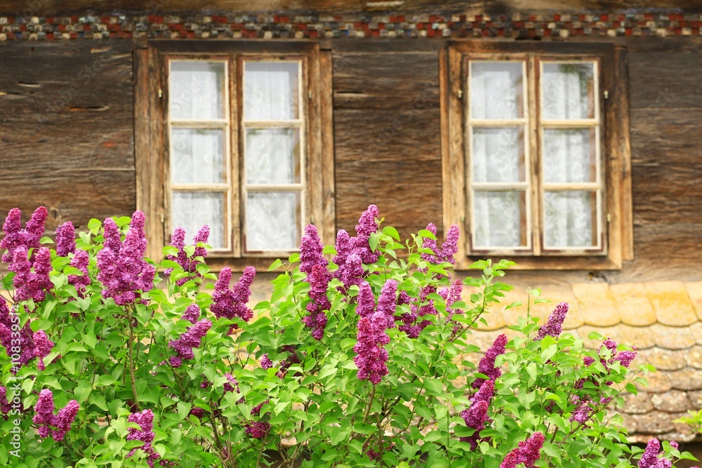 Lilac flowers and old rustic windows in background Lilac flowers and old rustic windows in background