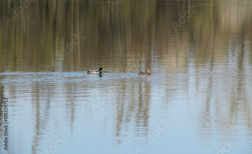 couple of mallard ducks swimming in the lake with reflections of trees on the calm surface