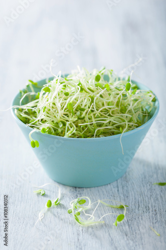 fresh clover sprouts in bowl