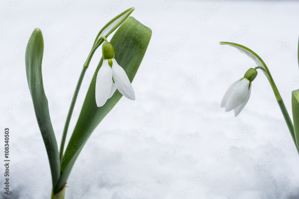 雪をバックに二輪のスノードロップの花 Stock 写真 Adobe Stock