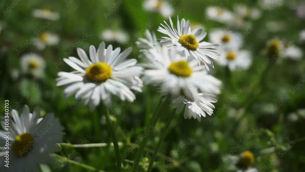 Bunch of daisies swaying on breeze-Green grass meadow with small Marguerites on sunny spring day-Close up shoot,shallow depth of field,focus shifts from flower to flower on the petals of the blossoms Bunch of daisies swaying on breeze-Green grass meadow with small Marguerites on sunny spring day-Close up shoot,shallow depth of field,focus shifts from flower to flower on the petals of the blossoms