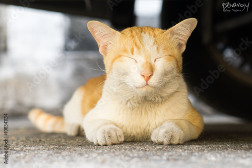 happy cat
