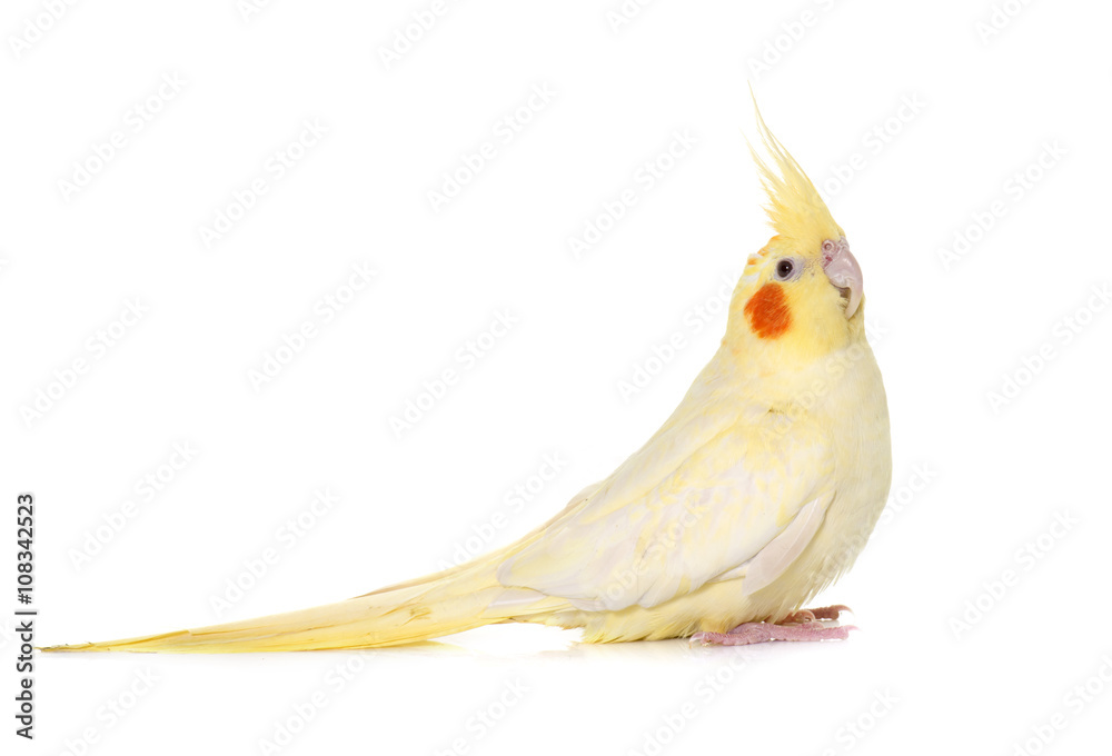 Naklejka premium cockatiel in studio