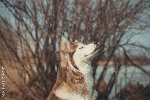 Very pleased pale Siberian husky