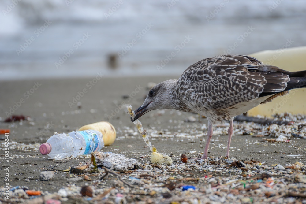Naklejka premium Mewa szuka pożywienia między śmieciami na plaży w Neapolu