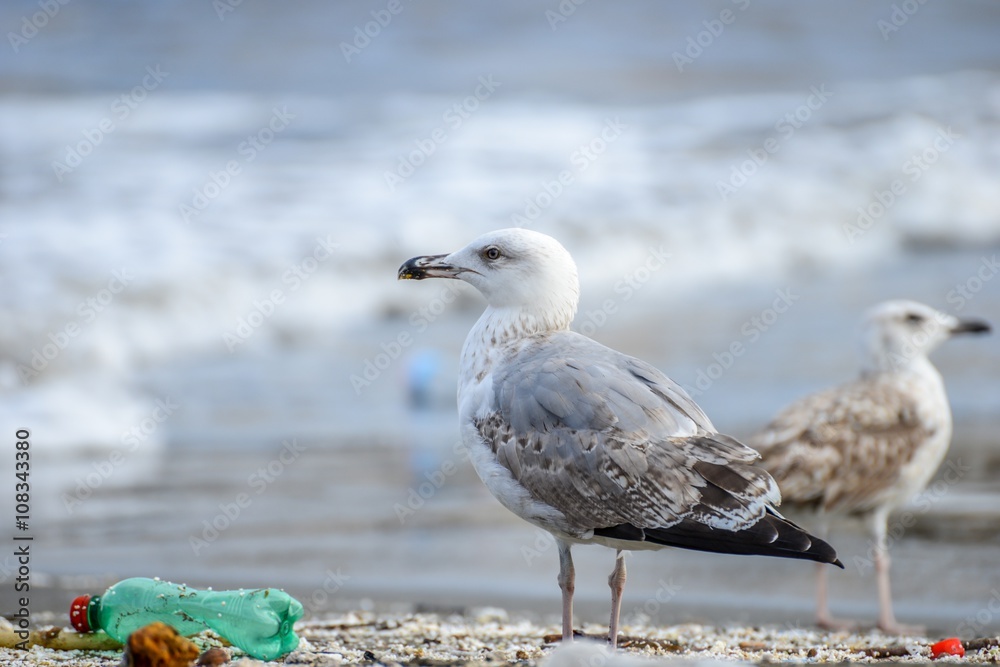 Gull searching for food between rubbish on beach at naples Gull searching for food between rubbish on beach at naples