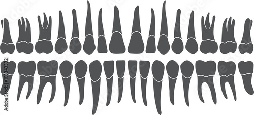 Human tooth