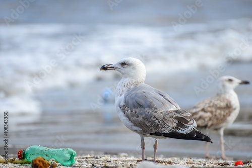 Gull searching for food  between rubbish on beach at naples