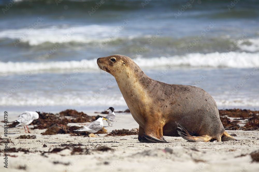 Fototapeta premium Australischer Seelöwe (Neophoca cinerea)