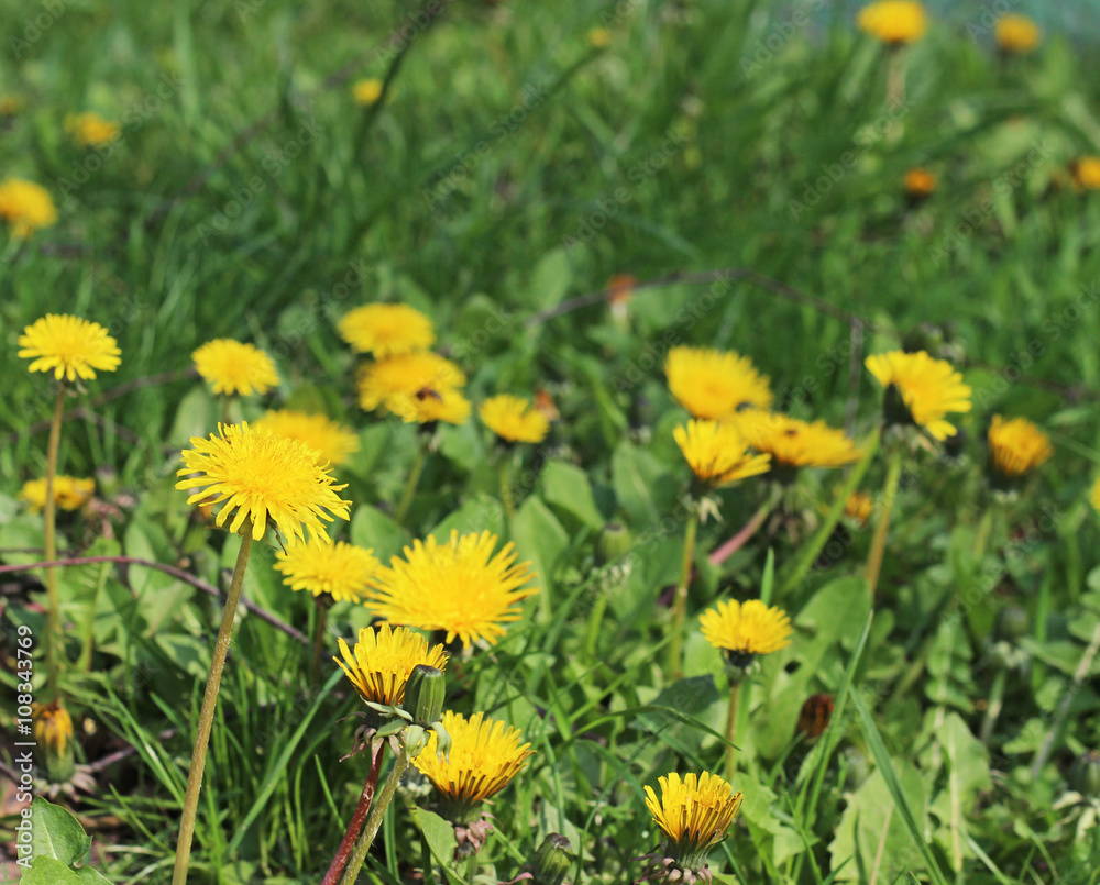 Fototapeta premium dandelions