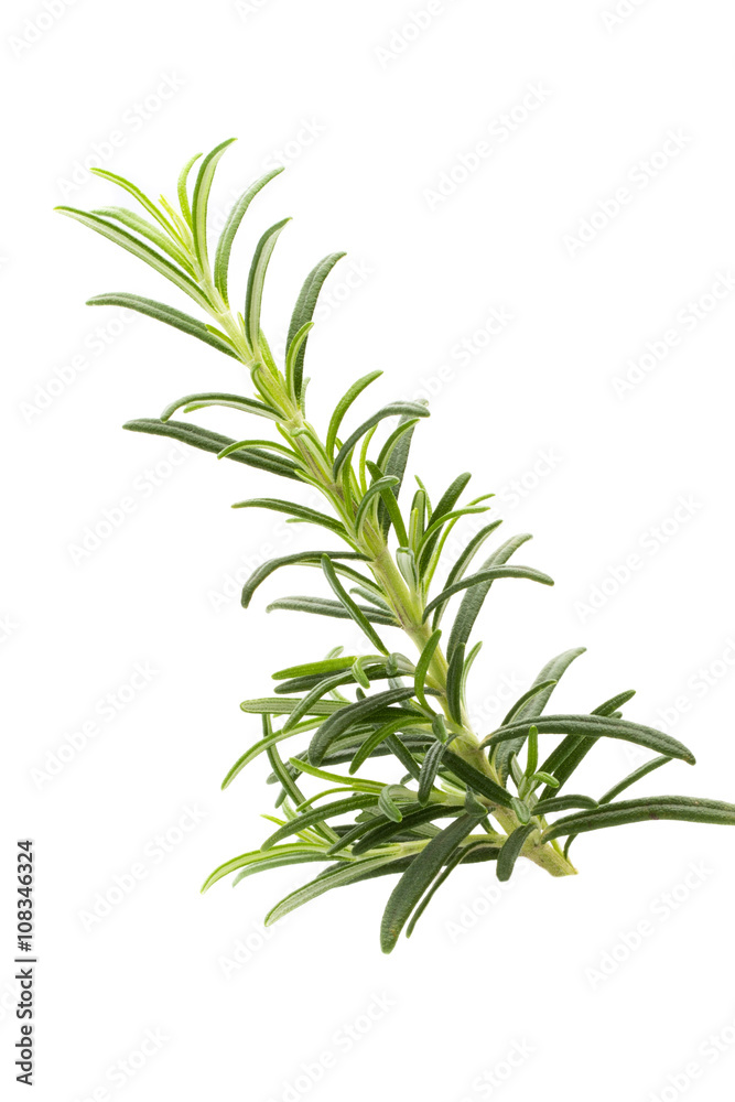 Rosemary twig on the isolated white background. Rosemary twig on the isolated white background.