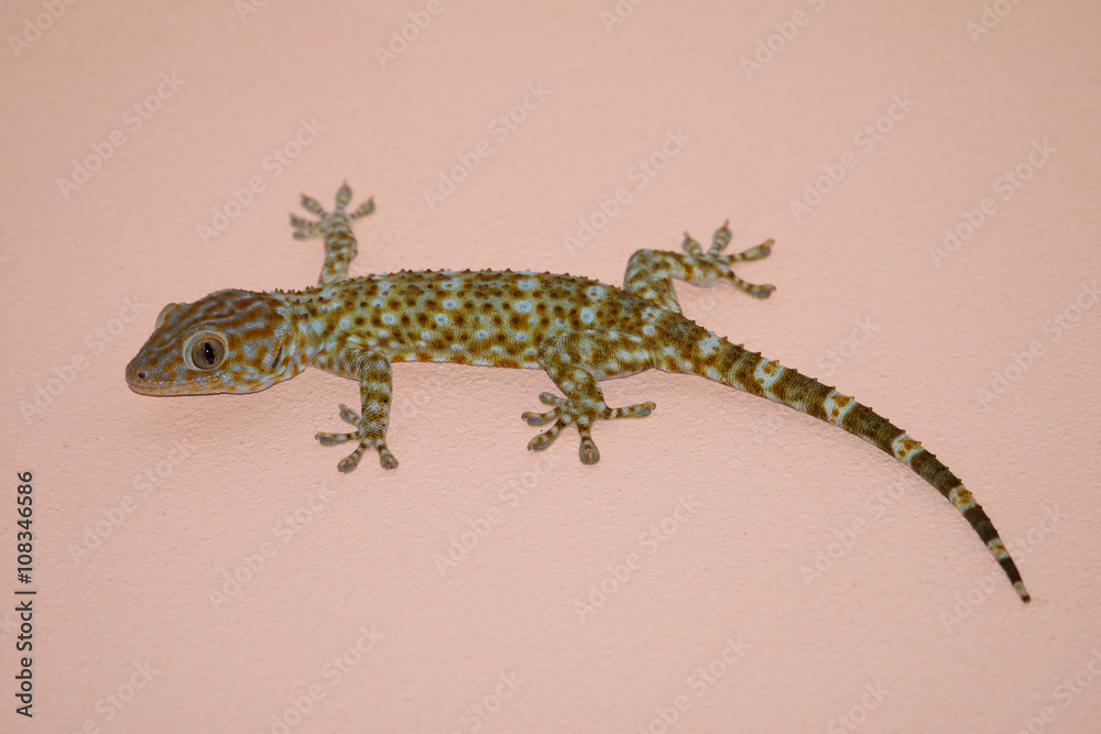 Fototapeta premium gecko on the wall