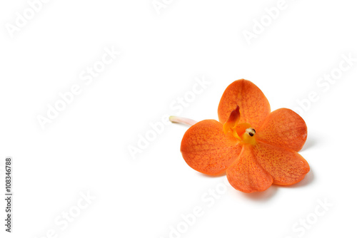 Fototapeta Naklejka Na Ścianę i Meble -  orange orchid