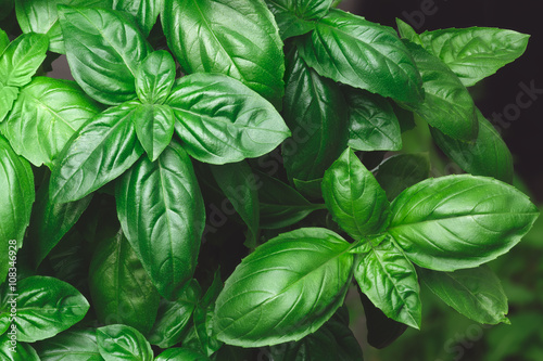 Canvas Print Growing Genovese basil background