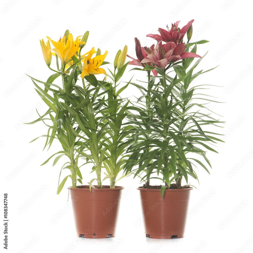 Fototapeta premium Lilium in pot