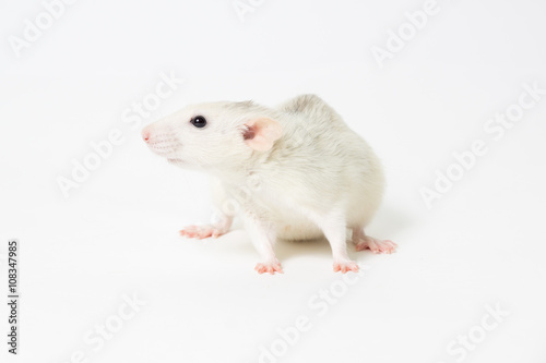 Белая декоративная крыса на светлом фоне © saturn29