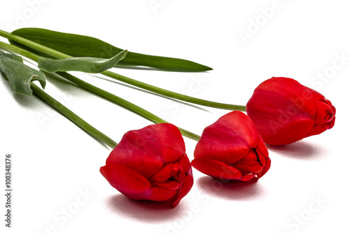 Fototapeta Naklejka Na Ścianę i Meble -  Flower of red tulip, isolated on white background