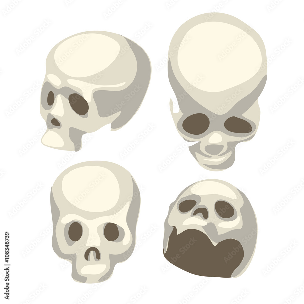 White human skull from four different angles