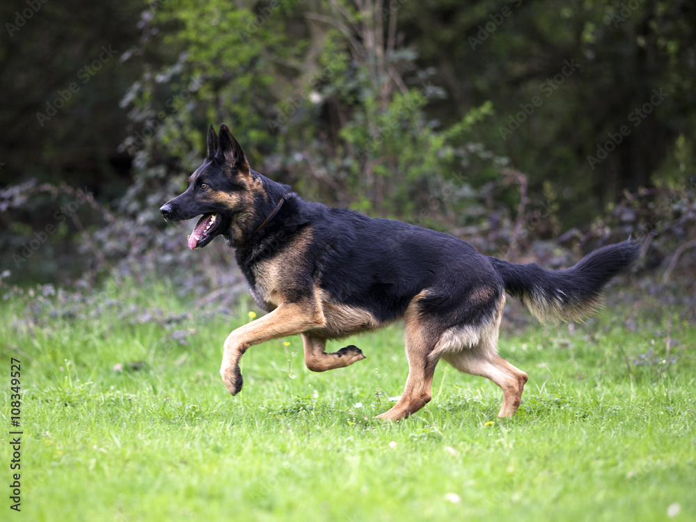 Deutscher Schäferhund rennt frei auf der Wiese