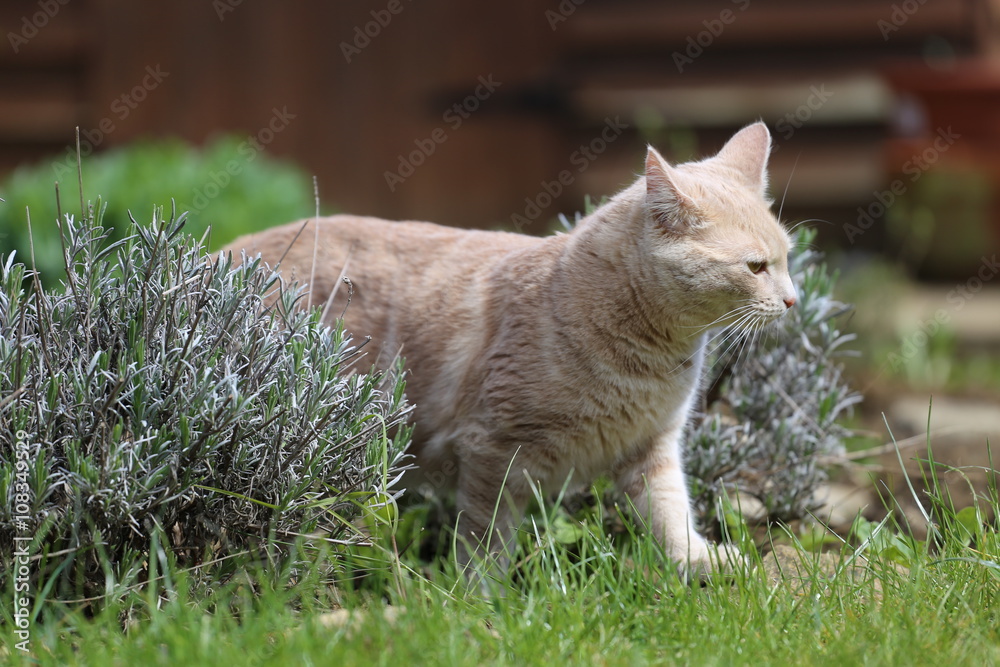 Ginger cat playing in garden