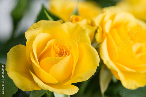 Fototapeta Naklejka Na Ścianę i Meble -  yellow shrub rose