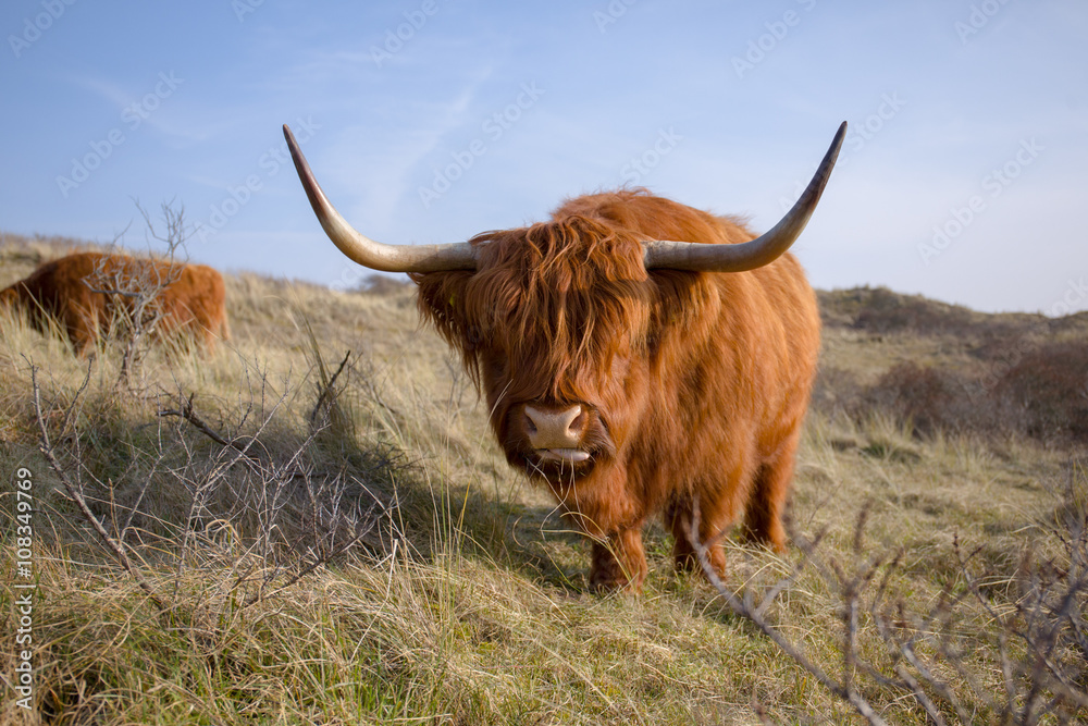 A red colored, funny looking highlander cow is moving his big head foreward while his tongue is sticking out sidewards A red colored, funny looking highlander cow is moving his big head foreward while his tongue is sticking out sidewards
