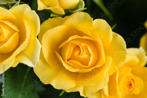 yellow shrub rose