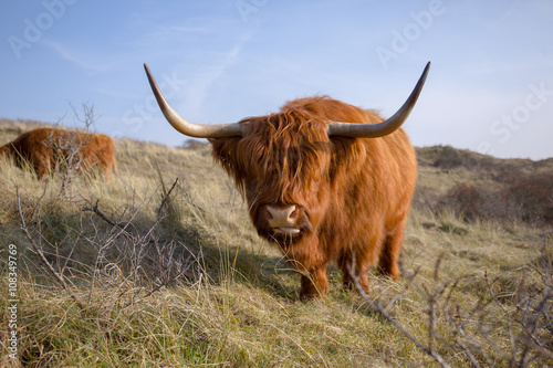 A red colored, funny looking highlander cow is moving his big head foreward while his tongue is sticking out sidewards photo